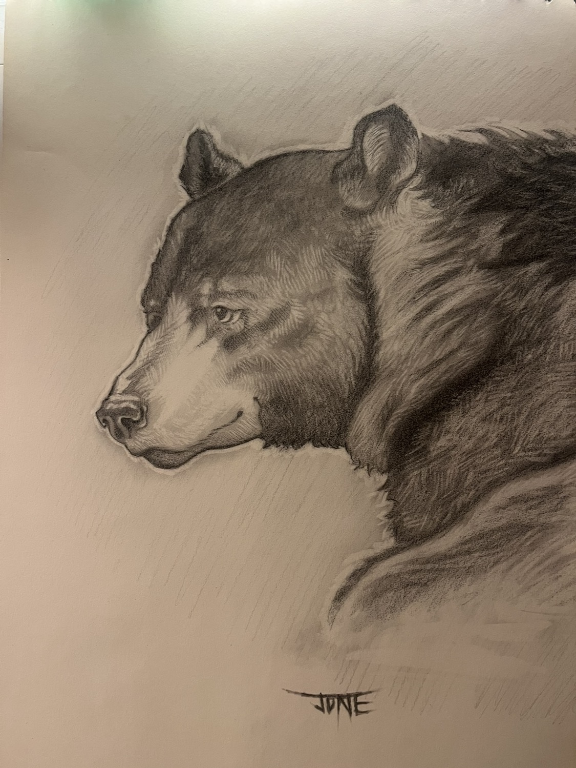 Graphite drawing of a bear