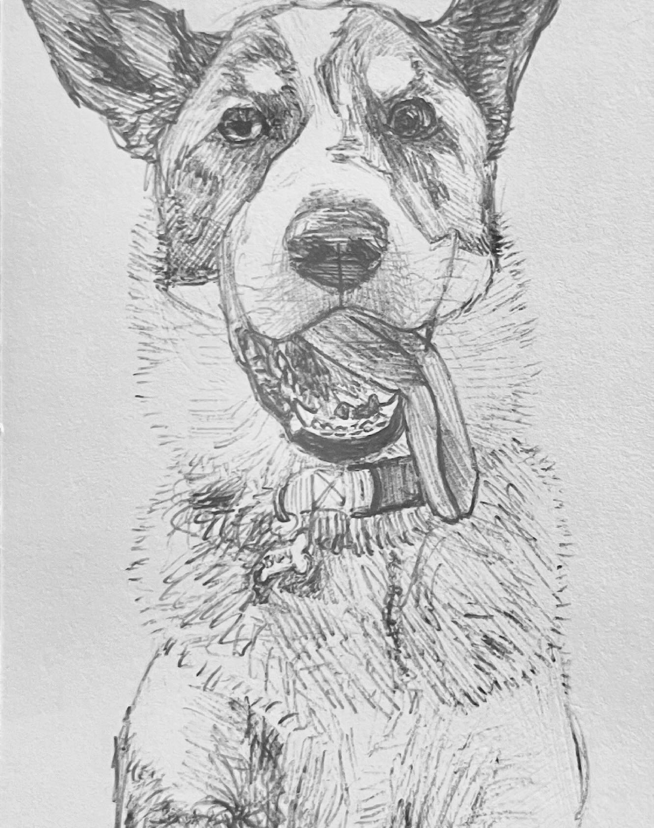 Pet portrait of Bluey the dog