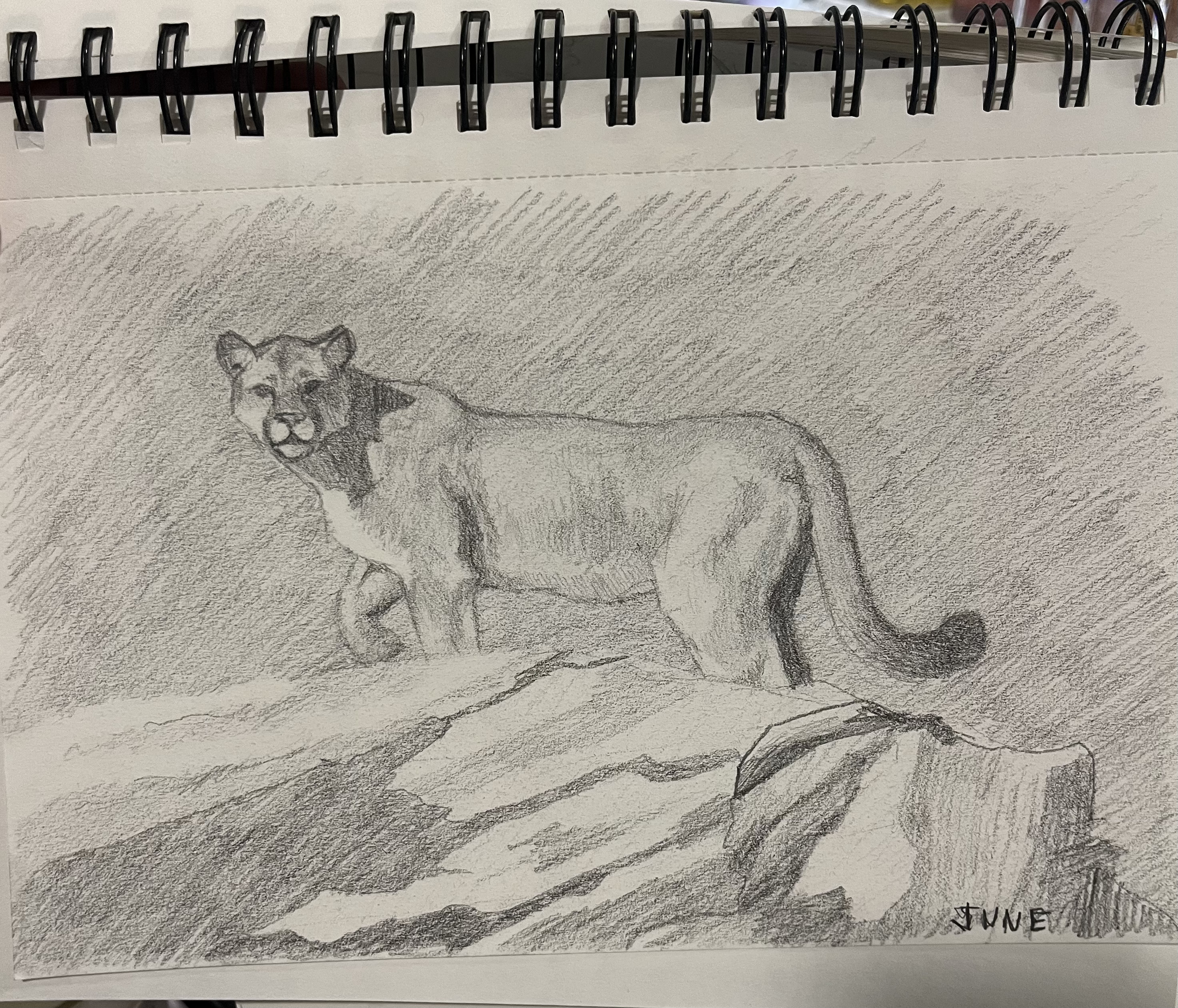 Mountain Lion — Graphite · 2025